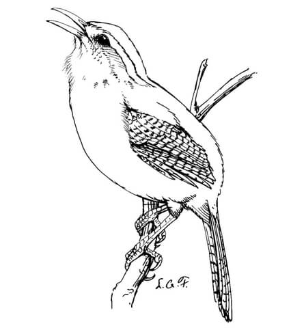 Carolina Wren Coloring Page